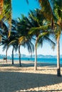 Coconut palm leaves on a background of blue clear sky, summer background, travel, nature. Frame Royalty Free Stock Photo