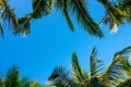 Coconut palm leaves on a background of blue clear sky, summer background, travel, nature. Frame Royalty Free Stock Photo