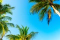 Coconut palm leaves on a background of blue clear sky, summer background, travel, nature. Frame Royalty Free Stock Photo