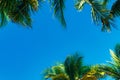 Coconut palm leaves on a background of blue clear sky, summer background, travel, nature. Frame Royalty Free Stock Photo