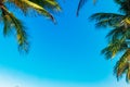 Coconut palm leaves on a background of blue clear sky, summer background, travel, nature. Frame Royalty Free Stock Photo