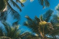 Coconut palm leaves on a background of blue clear sky, summer background, travel, nature. Frame Royalty Free Stock Photo