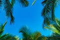 Coconut palm leaves on a background of blue clear sky, summer background, travel, nature. Frame Royalty Free Stock Photo