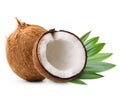 Coconut with palm leaves Royalty Free Stock Photo