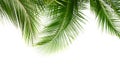 Coconut palm leaves isolated on white background