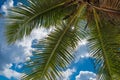 Coconut palm over blue sky background