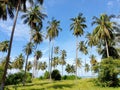 Coconut palm plantation on beach site and cloud in the blue sky Royalty Free Stock Photo