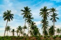 Coconut palm plantation with blue sky in Thailand Royalty Free Stock Photo