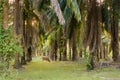 Coconut palm plantation in Krabi Royalty Free Stock Photo