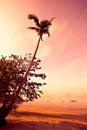 Coconut palm on sand beach in tropic on sunset Royalty Free Stock Photo