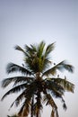 Coconut palm with several egrets Royalty Free Stock Photo