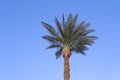 Coconut palm top on blue sky background in sunny day Royalty Free Stock Photo