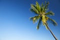 Coconut palm tree against blue sky Royalty Free Stock Photo