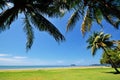 Coconut palm tree against blue sky in Tanjung Aru beach Royalty Free Stock Photo