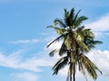 Coconut palm tree against with blue sky and white cloud Royalty Free Stock Photo