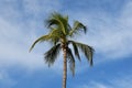 Coconut palm tree against the blue sky with white clouds Royalty Free Stock Photo