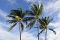 Coconut palm tree against blue sky with white clouds background Royalty Free Stock Photo