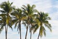 Coconut palm tree against blue sky with white clouds background Royalty Free Stock Photo