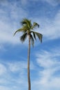 Coconut palm tree against the blue sky with white clouds Royalty Free Stock Photo