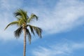 Coconut palm tree against blue sky with white clouds on sunny day Royalty Free Stock Photo