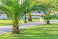 Coconut palm tree along the promenade Royalty Free Stock Photo