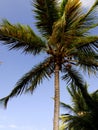 Coconut palm tree background with blue sky, guadeloupe Royalty Free Stock Photo