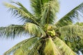 Coconut palm tree in Bagan, Myanmar Royalty Free Stock Photo