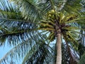 The perspective under the coconut palm tree with coconut balls