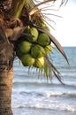 Coconut palm tree on the beach Royalty Free Stock Photo