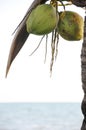Coconut palm tree on the beach Royalty Free Stock Photo