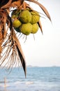 Coconut palm tree on the beach Royalty Free Stock Photo