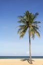 Coconut palm tree on beach. Royalty Free Stock Photo