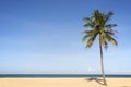 Coconut palm tree on beach. Royalty Free Stock Photo