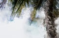 Coconut palm tree Royalty Free Stock Photo