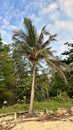 Coconut Palm Tree on Beach Royalty Free Stock Photo