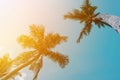 Coconut palm tree beach summer concept Royalty Free Stock Photo