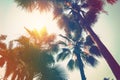 coconut palm tree on beach and sunlight with vintage toned effect. Royalty Free Stock Photo