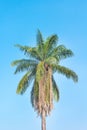 Coconut palm tree on beautiful blue sky natural patterns for background Royalty Free Stock Photo