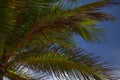 Coconut palm tree on a beautiful sunny summer afternoon in Hollywood Beach near Miami Royalty Free Stock Photo