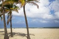 Coconut palm tree on a beautiful sunny summer afternoon in Hollywood Beach near Miami Royalty Free Stock Photo