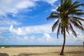 Coconut palm tree on a beautiful sunny summer afternoon in Hollywood Beach near Miami Royalty Free Stock Photo