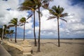 Coconut palm tree on a beautiful sunny summer afternoon in Hollywood Beach near Miami Royalty Free Stock Photo