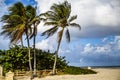 Coconut palm tree on a beautiful sunny summer afternoon in Hollywood Beach near Miami Royalty Free Stock Photo