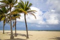 Coconut palm tree on a beautiful sunny summer afternoon in Hollywood Beach near Miami Royalty Free Stock Photo