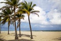 Coconut palm tree on a beautiful sunny summer afternoon in Hollywood Beach near Miami Royalty Free Stock Photo