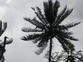 Coconut palm tree blowing in the winds before heavy hurricane. Low key toned image. Royalty Free Stock Photo