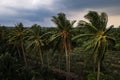 Coconut palm tree blowing in the winds before heavy hurricane in rainy season Royalty Free Stock Photo