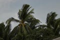 Coconut palm tree blowing in the winds before a power storm or hurricane Royalty Free Stock Photo