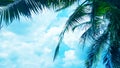 Coconut palm tree on Blue clouds sky background, beautiful view landscape Royalty Free Stock Photo