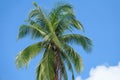 Coconut palm tree on a blue cloudy sky. Royalty Free Stock Photo